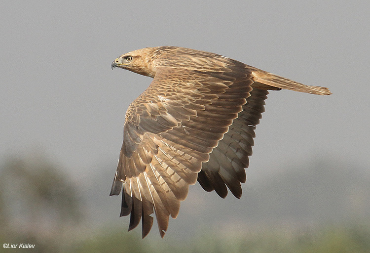     Long Legged  Buzzard  Buteo rufinus ,Beit Shean valley,Israel ,November   2010 .Lior Kislev                                       